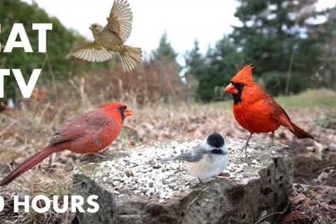 Cardinals, Jays, Woodpeckers, Red Squirrels and Backyard Animals - 10 Hour Cat TV - Nov 17, 2023