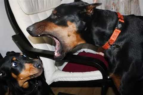 Doberman is the Funniest Dog That Will Make You Laugh!🐶 Best Dog Compilatio