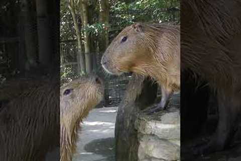 Cute Capybara's Get to Know Eachother!