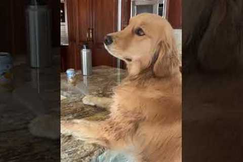 Funny Dog Interrogated About Missing Food