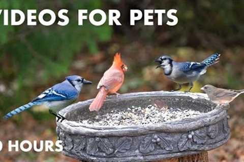 Backyard Breakfast for Cardinals, Jays, Juncos and Squirrels - 10 Hour Cat TV for - Nov 19, 2023