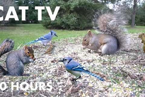 Blue Jays, Squirrels, Rabbits and More! - 10 Hour Video for Pets and People - Cat TV - Nov 21, 2023