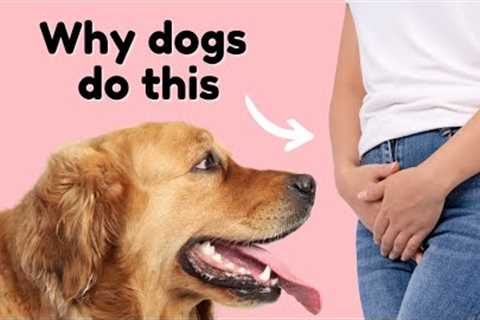 The Reason Dogs Sniff Crotches Is Weird