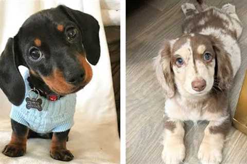 😍 Adorable Dashshund Puppies That Will Make Your Day🐶🐶 | Cute Puppies