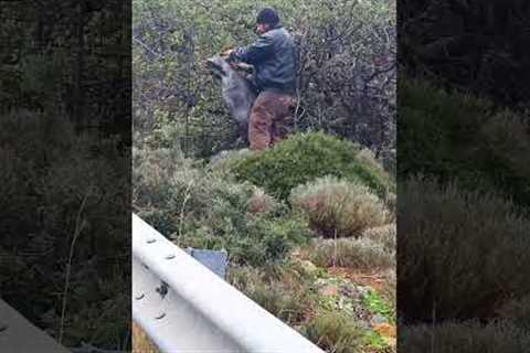 Helpful Hero Rescues Goat Stuck In Fence