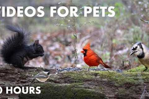 Black Squirrels, Chipmunks and Friends in a Canadian Forest - 10 Hour Video for Pets - Nov 22, 2023