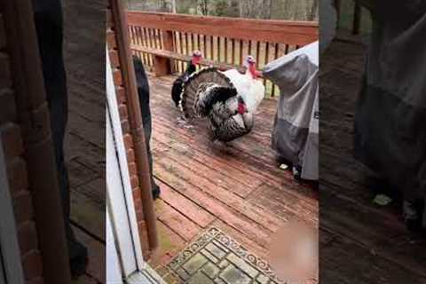 Hilarious Turkeys Demand to be Let Inside!