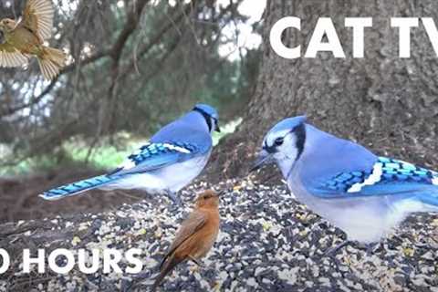 Birds and Squirrels Battle for Seeds - 10 Hour Video for Pets and People - Cat TV - Nov 24, 2023