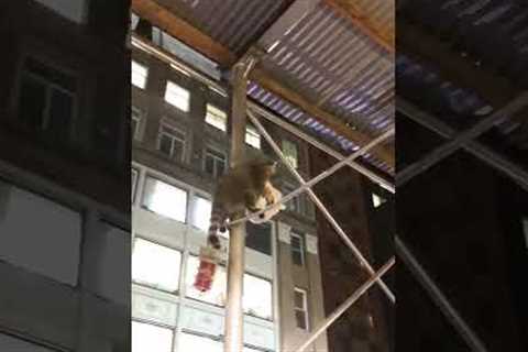 Sneaky Raccoon Climbs Building With Takeout!