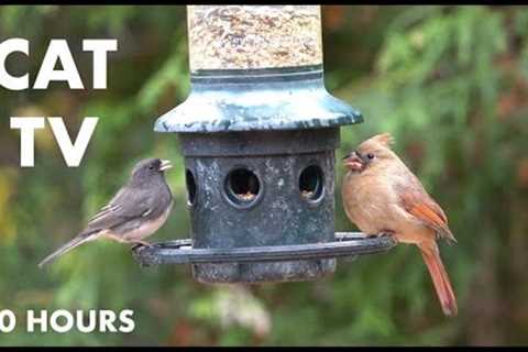 Backyard Breakfast for Birds - 10 Hour Hanging Feeder - Video for Pets and People - Nov 26, 2023