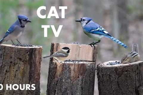 Blue Jays, Chipmunks and Forest Friends - 10 Hour Video for Pets and People - Cat TV - Nov 27, 2023