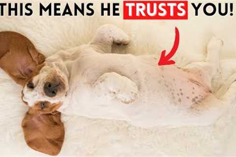 10 Signs Your Dog Really Trusts You