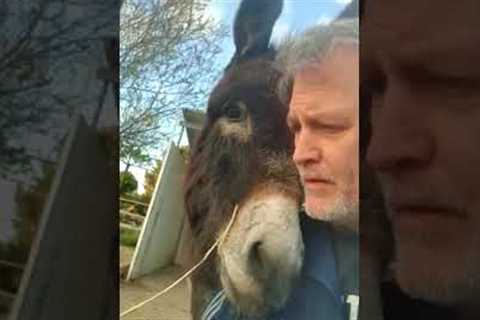 Mischievous Donkey Gets Caught!