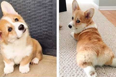 🥰 The Best Adorable Corgi Puppies in The Planet Makes Your Heart Melt 🐶 | Cute Puppies