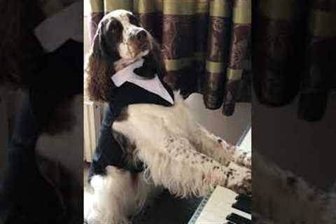 Prodigy Pup Plays The Piano