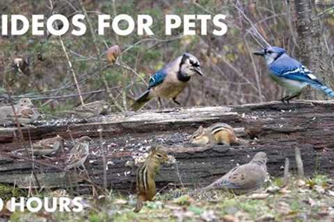 Forest Animals in Harmony - 10 Hours of Chipmunks, Jays, Sparrows, Ravens - Cat TV - Nov 29, 2023