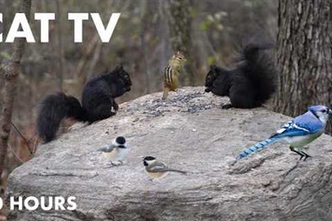 Animals in a Canadian Forest - 10 Hour Relaxation Video for Pets and People - Cat TV - Nov 30, 2023