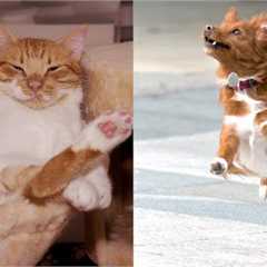 😅 Funniest 🐶 Dogs And Cutest 😽 Cats - Awesome Funny Pets