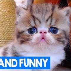 Cute And Funny Pet Moments: Best of Cats & Dogs 2018 | Cute Critters TV