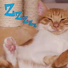 Cute Cats 😽 Being Lazy And 😴 Sleeping - Funny Sleepy Kittens