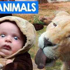 Funniest Zoo Animals Bloopers of 2018 Compilation | Cute Critters TV