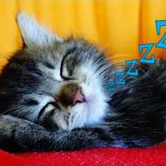 Funny Cats 😸 Sleeping 😴 - Cute Kittens Taking A Nap