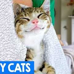 Funniest And Most Laugh Out Loud Cat Videos 2018 | Funny Cat Compilation | Cute Critters TV