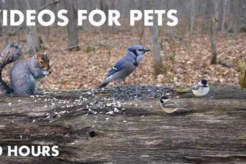 Birds, Squirrels and Forest Friends - 10 Hour Video for Pets and People - Cat TV - Dec 01, 2023