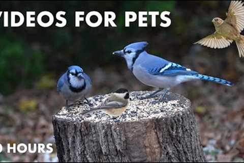 Saturday Morning Cartoons for Pets - Blue Jays, Squirrels, Doves and More - Cat TV - Dec 02, 2023