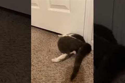 Incredible Cat Squeezes Through Tiny Space!