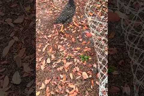 Chickens Play Freeze Tag with Pet Parent!