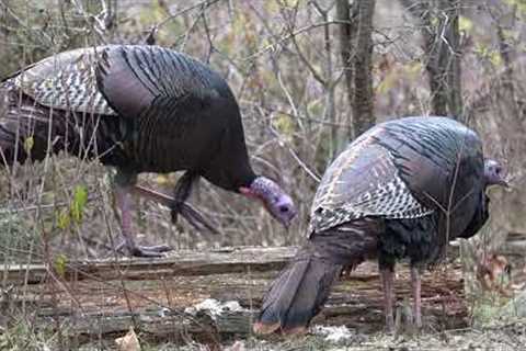 Wild Turkeys in the Falling Snow - 10 Hour Video for Pets and People - Cat TV - Dec 04, 2023