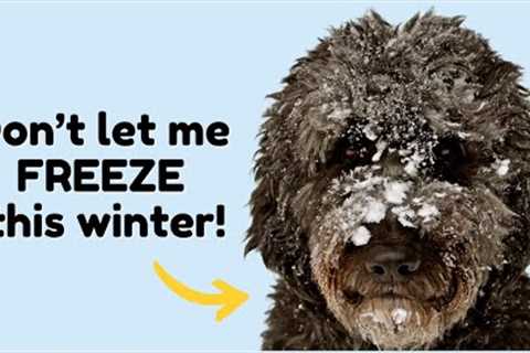 7 Tips: How To Keep Your Dog WARM This Winter