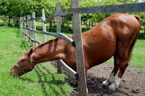 10 Minutes of HILARIOUS Horses | Best Video