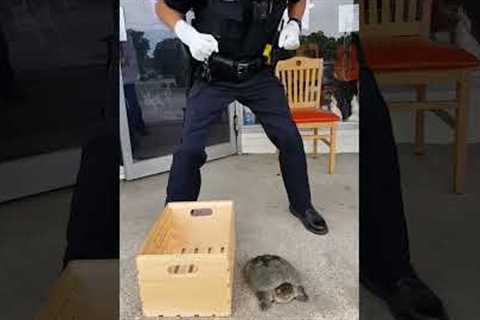 Officer Rescues Lost Snapping Turtle