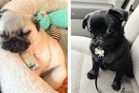 These Pug Puppies are So Cute!🥰😋 Let's see What this Puppies is Doing With Me 😍 | Cute Puppies