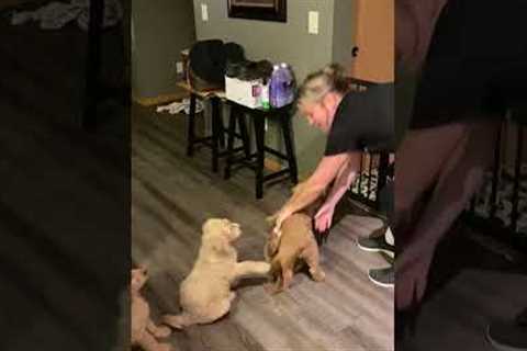 Pet Parent Gives Puppies Goodnight Kisses! 🥰