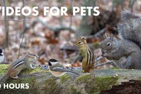 Chipmunks, Squirrels and Forest Animals Sharing a Meal - 10 Hour Cat TV for Pets - Dec 06, 2023