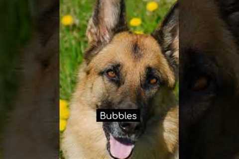 20 Cute Names For A German Shepherd #shorts