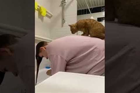 Cute Cat Climbs On Pet Parent's Back During Hair Routine