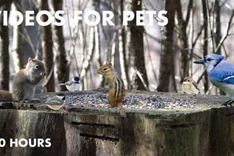 Red Squirrels, Woodpeckers, and More in a Canadian Forest - 10 Hour Cat TV for Pets - Dec 08, 2023