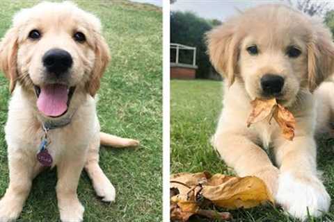 😍 These Golden Retriever Puppies Will Brighten Your Day 🐶| Cute Puppies