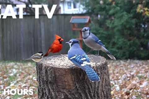 Saturday Morning Cartoons for Pets - 10 Hour Backyard Edition - Jays, Cardinals, Doves - Dec 9, 2023