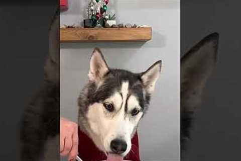 Hungry Hungry Husky! | Funniest Pets of the Week