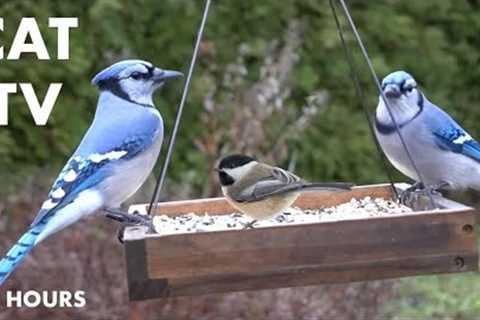 Sunday Morning Brunch for Backyard Birds - Jays, Woodpeckers, Cardinals - Cat TV - Dec 10, 2023