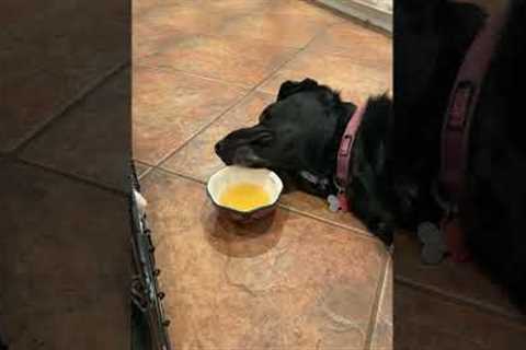 Lazy Dog Licks Soup