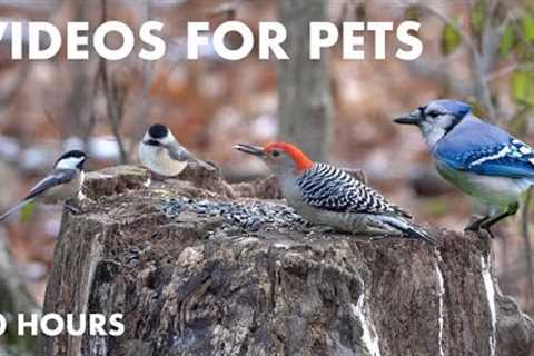 Red-Bellied Woodpeckers, Blue Jays, Nuthatches and Forest Friends - 10 Hour Cat TV - Dec 12, 2023