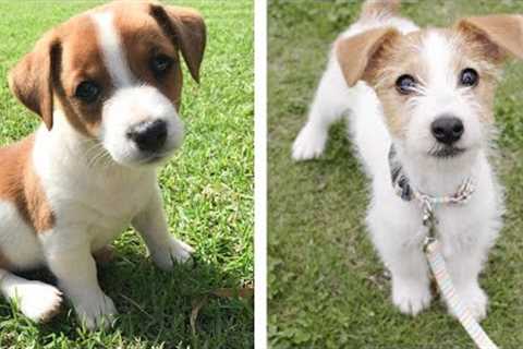 AWW 🥰 The Best Adorable Jack Russell Puppies in The Planet Makes Your Heart Melt | Cute Puppies