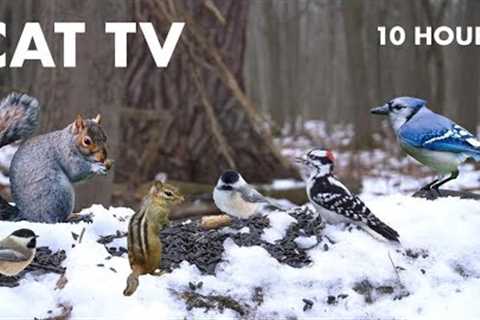 10 Hours of Birds and Squirrels in a Snowy Forest - Videos for Pets - Cat TV - Dec 13, 2023