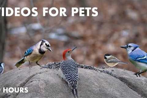 Woodpeckers, Jays, Chickadees and Forest Friends - 10 Hour Video for Pets - Cat TV - Dec 14, 2023